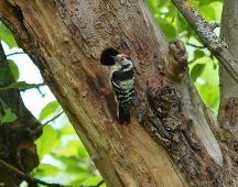 04 Kleinspecht maennl